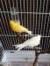 Pair of Canaries