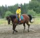 14.1 hand, 14 yr old Bay Reg. AQHA mare