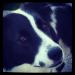 Beautiful Large Border Collie - NEEDS ACREAGE OR FARM ASAP