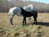 Percheron Weanlings