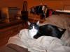 chat a donner