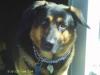Pure German Sheperd King - for free