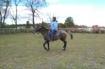 10 year old Appy gelding